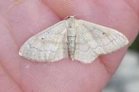 Idaea rubraria