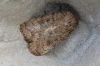 Caradrina morpheus