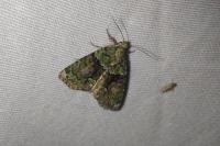 Cryphia algae