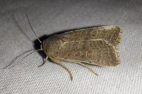 Hoplodrina