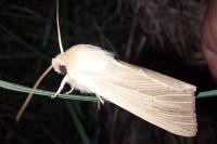 Mythimna pallens