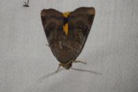 Noctua janthe/janthina