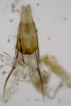 Metaxmeste schrankiana
