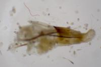 Metaxmeste schrankiana