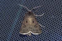 Agrotis bigramma
