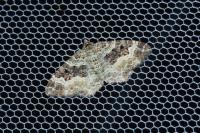 Epirrhoe alternata