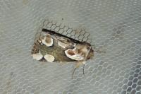 Thyatira batis