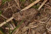 Anarta trifolii
