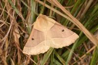 Crocallis elinguaria