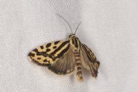 Emmelia trabealis