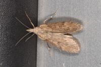 Lamoria anella
