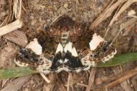 Tyta luctuosa
