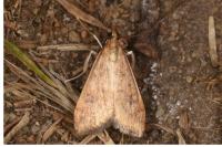 Udea ferrugalis
