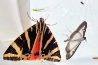 Euplagia quadripunctaria