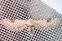 Eupithecia centaureata