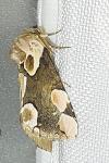 Thyatira batis