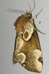 Thyatira batis