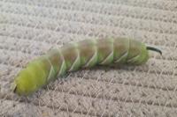 Sphinx ligustri
