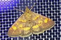 Pyrausta purpuralis