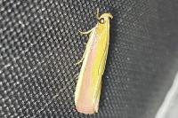 Oncocera semirubella