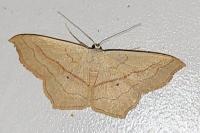 Scopula imitaria