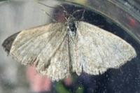 Scopula immorata