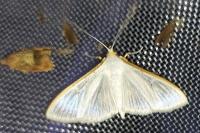 Palpita vitrealis