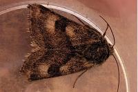 Heliothis ononis