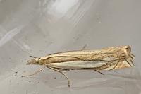 Crambus pascuella
