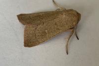 Mythimna ferrago