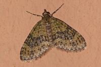 Acasis viretata