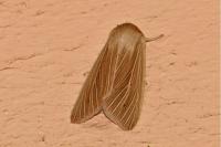 Mythimna pallens