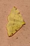 Opisthograptis luteolata