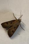 Agrotis exclamationis exclamationis