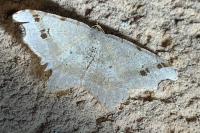 Macaria alternata