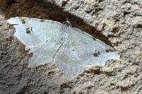 Macaria alternata