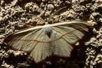 Timandra comae