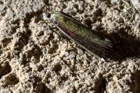 Oncocera semirubella