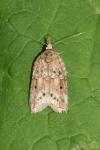 Nycteola revayana