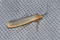 Manulea complana