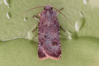 Agrotis trux