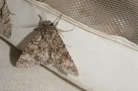 Acronicta megacephala