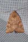 Cosmia trapezina