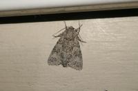 Acronicta megacephala