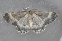 Charissa glaucinaria