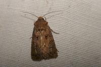Agrotis bigramma