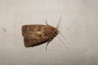 Agrotis bigramma