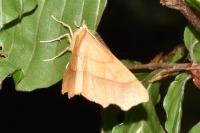 Ennomos quercinaria