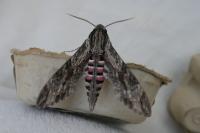 Agrius convolvuli