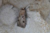 Agrotis exclamationis exclamationis